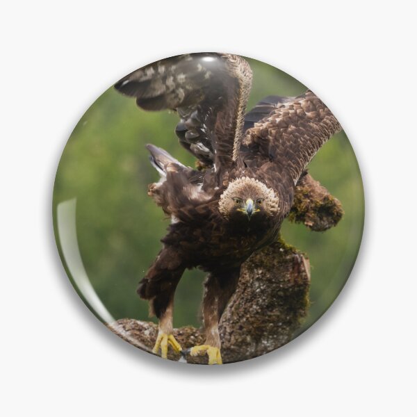Item preview, Golden eagle takes off designed and sold by AndrewJonesFoto.