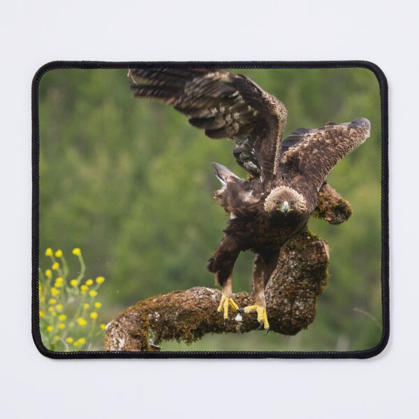 Item preview, Golden eagle takes off designed and sold by AndrewJonesFoto.