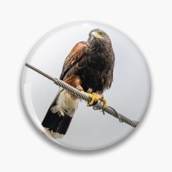 Item preview, Harris's Hawk Perched on Power Line designed and sold by Debra Martz.