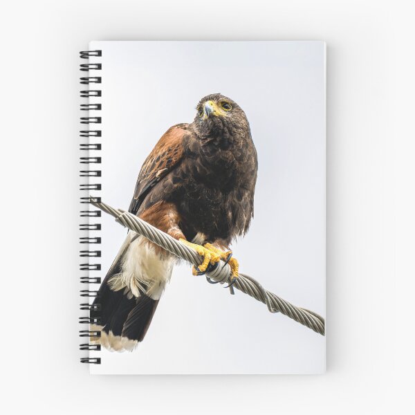Item preview, Harris's Hawk Perched on Power Line designed and sold by Debra Martz.