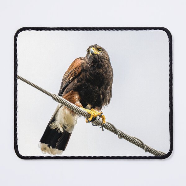 Item preview, Harris's Hawk Perched on Power Line designed and sold by Debra Martz.