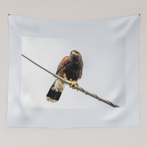 Item preview, Harris's Hawk Perched on Power Line designed and sold by Debra Martz.