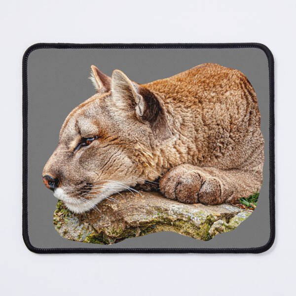 Item preview,  Panther waiting to pounce designed and sold by Dalyndigital Photography.