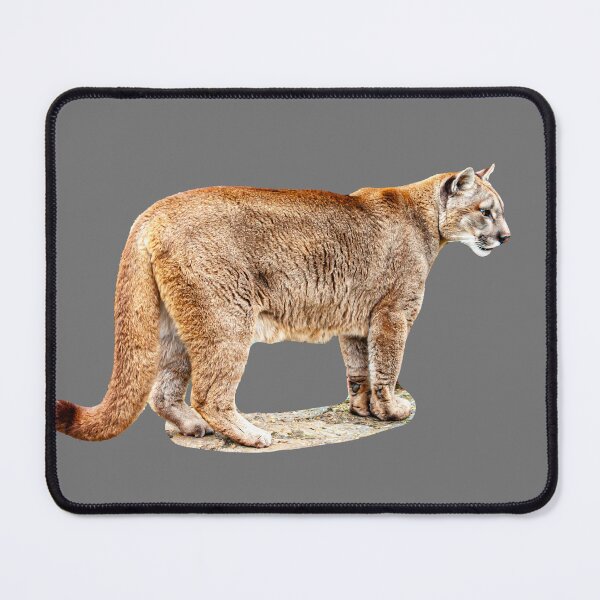 Item preview, Full body image of a Panther  designed and sold by Dalyndigital Photography.