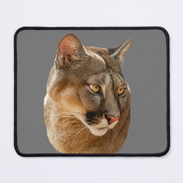 Item preview, The look of a Panther designed and sold by Dalyndigital Photography.