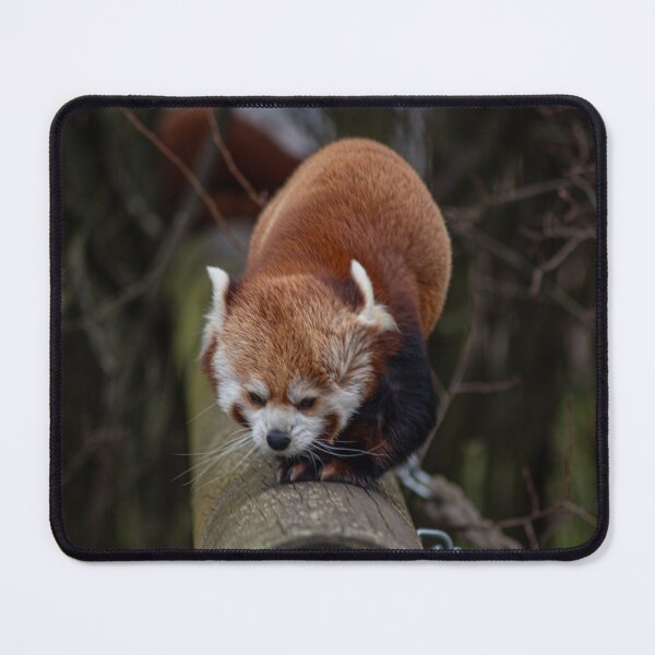 Item preview, Windy Panda designed and sold by brynmelys.