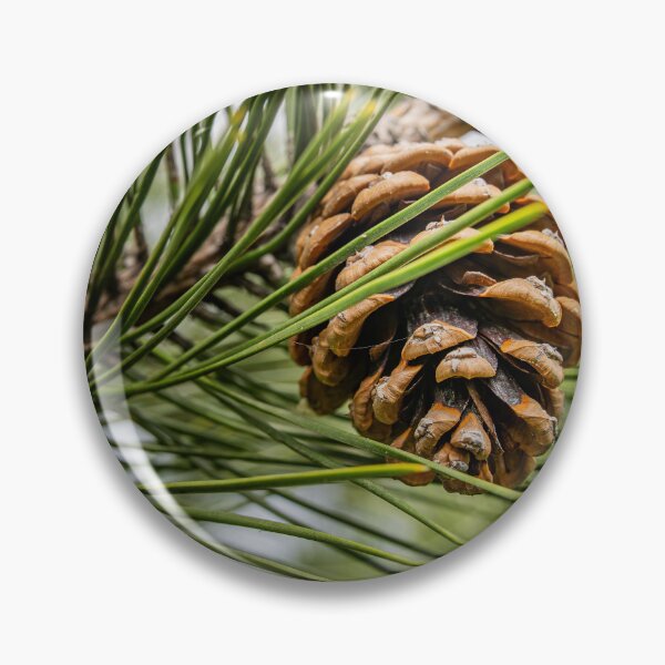Item preview, Forest Detail — Pine Cone and Needles Up Close designed and sold by Rabee Khalil Photography.