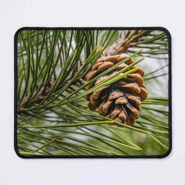 Item preview, Forest Detail — Pine Cone and Needles Up Close designed and sold by Rabee Khalil Photography.