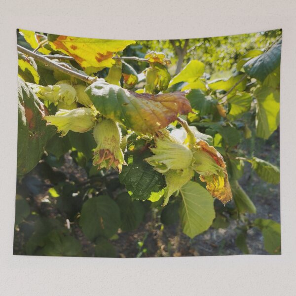 Item preview, Hazelnut Branch Close-Up designed and sold by inspiration3.