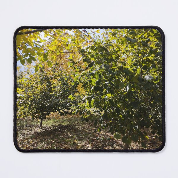 Item preview, Walnut and Hazelnut Garden Landscape designed and sold by inspiration3.