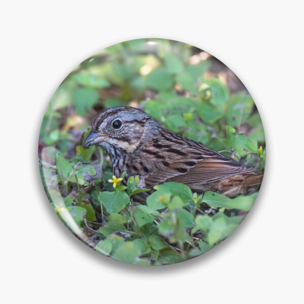 Item preview, Lincoln’s Sparrow Foraging in Lush Ground Cover designed and sold by Debra Martz.