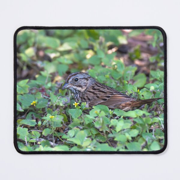 Item preview, Lincoln’s Sparrow Foraging in Lush Ground Cover designed and sold by Debra Martz.
