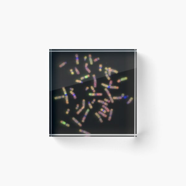 Item preview, A chromosomal spread designed and sold by GenoJam.