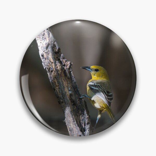 Item preview, Hooded Oriole Santa Ana NWR Texas designed and sold by Debra Martz.
