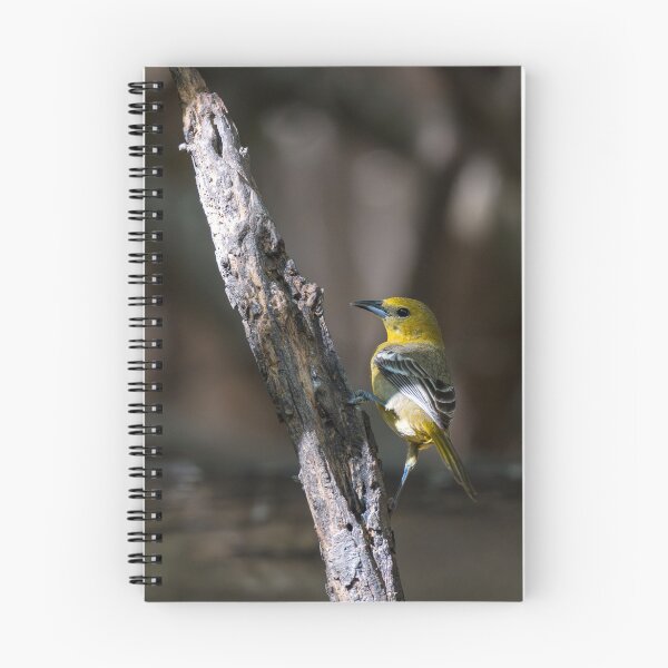 Item preview, Hooded Oriole Santa Ana NWR Texas designed and sold by Debra Martz.