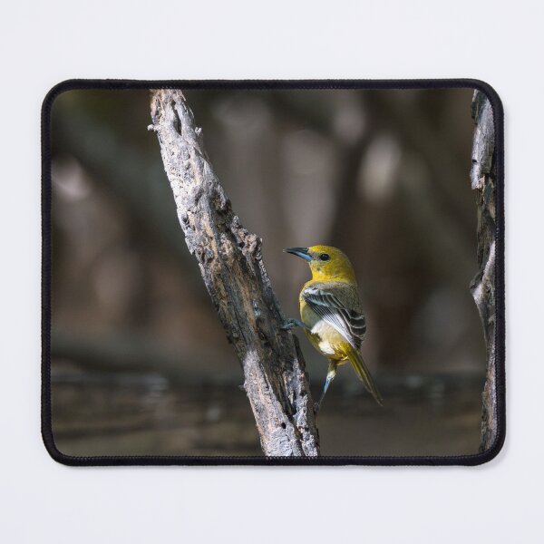 Item preview, Hooded Oriole Santa Ana NWR Texas designed and sold by Debra Martz.