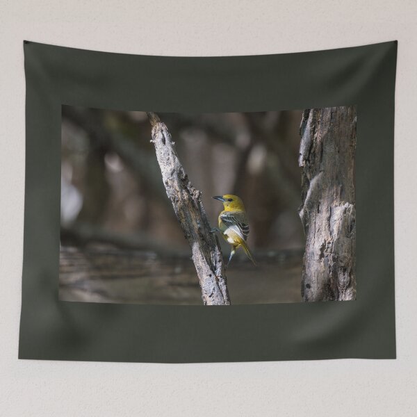 Item preview, Hooded Oriole Santa Ana NWR Texas designed and sold by Debra Martz.