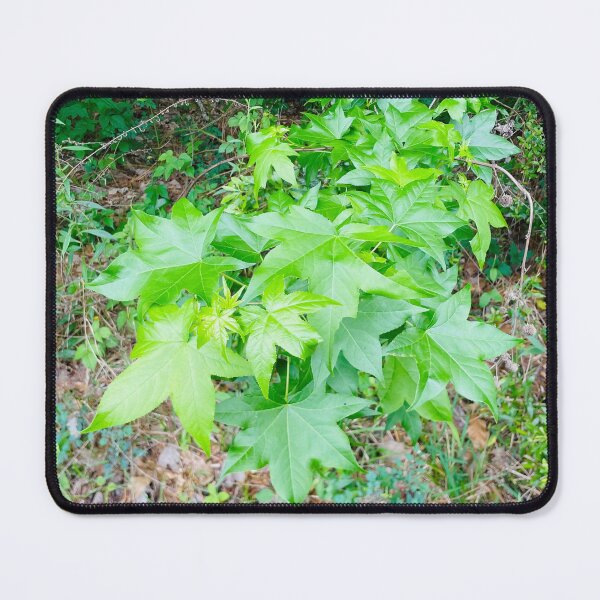 Item preview, Green leaves  designed and sold by BrandensT2026.