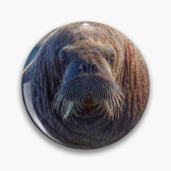 Item preview, Magnus the Walrus designed and sold by Tom McPherson Photography.