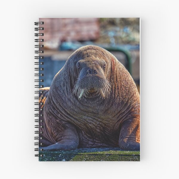 Item preview, Magnus the Walrus designed and sold by Tom McPherson Photography.