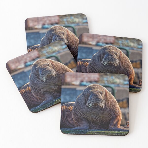 Item preview, Magnus the Walrus designed and sold by Tom McPherson Photography.