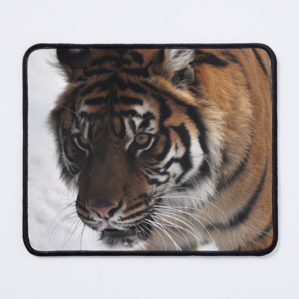 Item preview, Tiger in the snow designed and sold by Skitt1e.