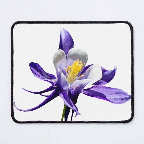 Item preview, Aquilegia — The Sorcerer's Spur (Columbine Wildflower Art) designed and sold by Susarellis.