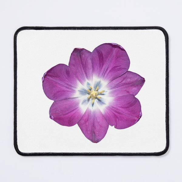Item preview, Open Heart Laid Bare — Purple Tulip Botanical Art designed and sold by Susarellis.