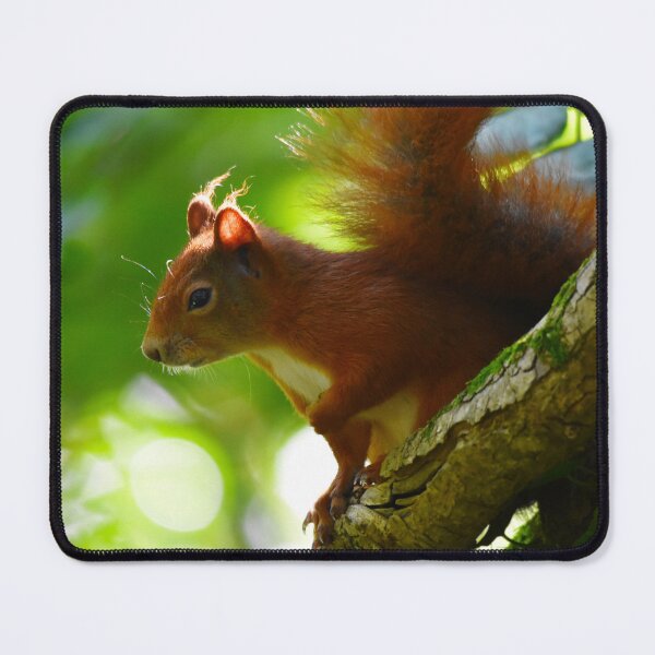 Item preview, Red Squirrel Climbing a Tree in Dappled Sunlight designed and sold by Shanguai.