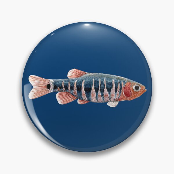 Item preview, EMERALD DWARF RASBORA-Danio erythromicron designed and sold by BEATRIZ ABAITUA.