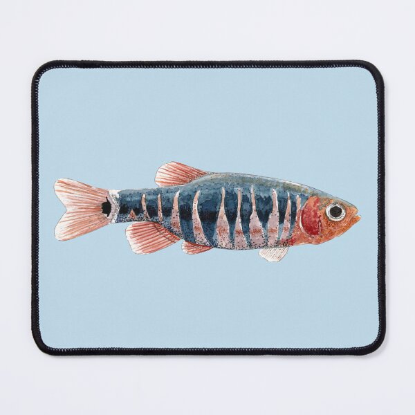 Item preview, EMERALD DWARF RASBORA-Danio erythromicron designed and sold by BEATRIZ ABAITUA.