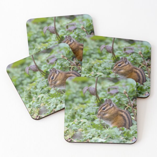 Item preview, Townsend's Chipmunk designed and sold by Max Moyer Photography.