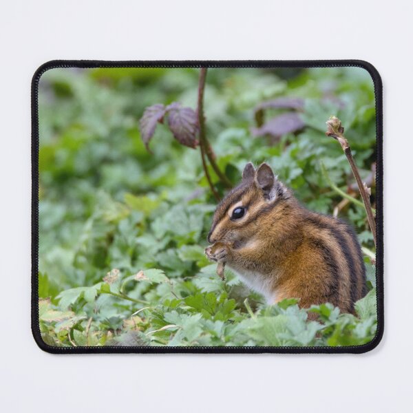 Item preview, Townsend's Chipmunk designed and sold by Max Moyer Photography.