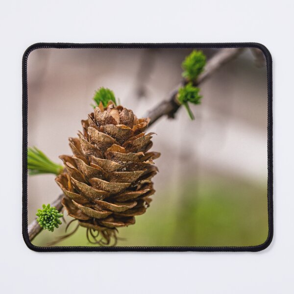 Item preview, Between Seasons — Larch Cone and Spring Awakening designed and sold by Rabee Khalil Photography.