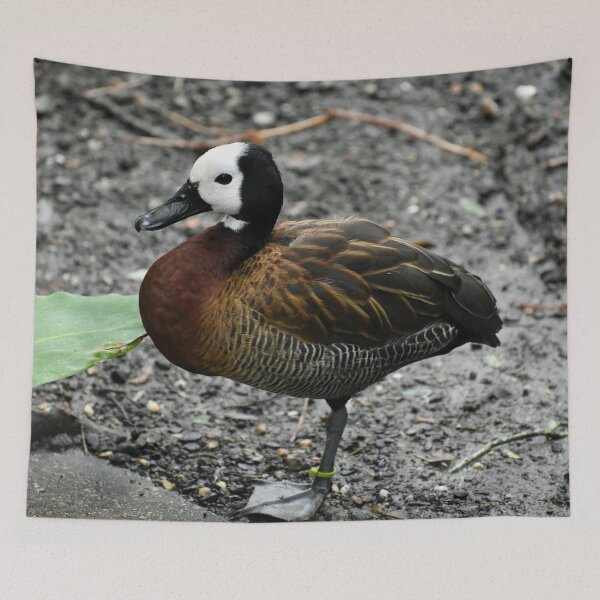 Item preview, Elegant White faced Whistling Duck Standing Alert designed and sold by KillNFuel.