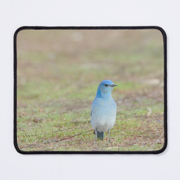 Item preview, Mountain Bluebird designed and sold by Max Moyer Photography.