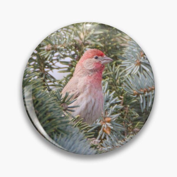 Item preview, House Finch designed and sold by Max Moyer Photography.