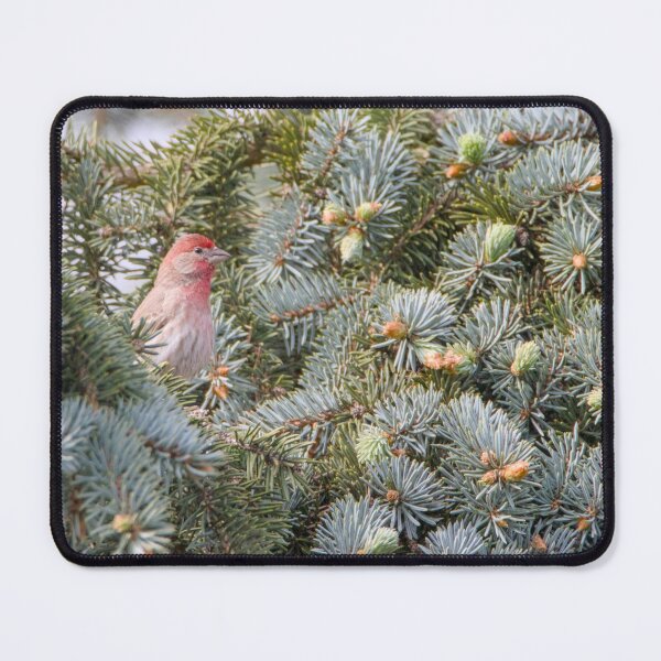 Item preview, House Finch designed and sold by Max Moyer Photography.