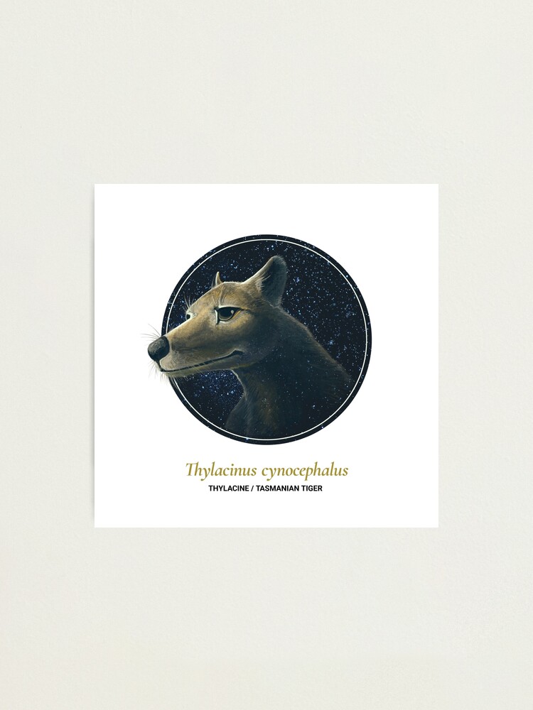 Alternate view of The Circles of Life: Thylacine / Tasmanian Tiger Photographic Print