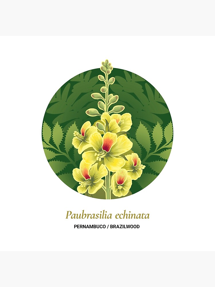 The Circles of Life: Pernambuco / Brazilwood by franzanth
