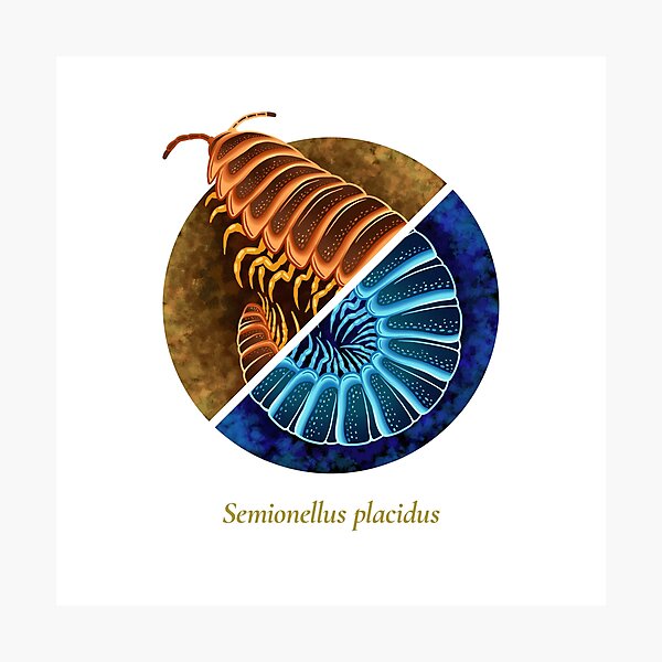 The Circles of Life: Semionellus placidus Photographic Print
