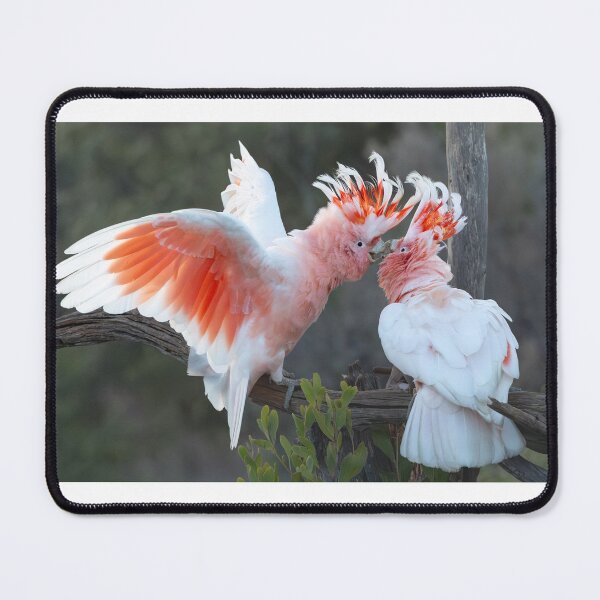 Item preview, Pink Cockatoos interacting designed and sold by Fairywren Images.