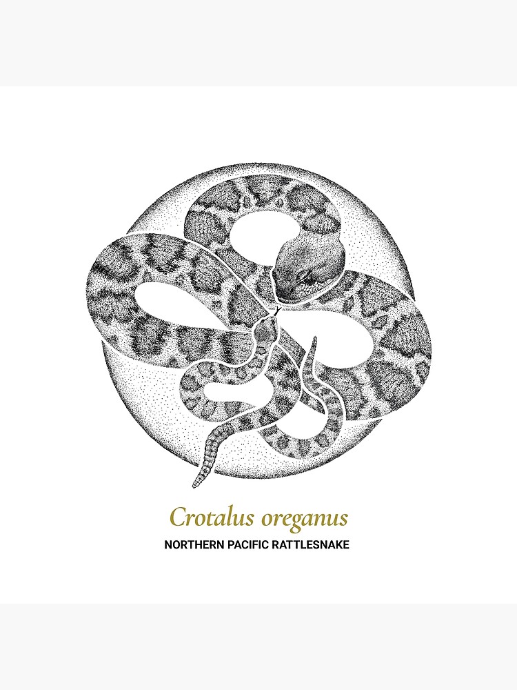The Circles of Life: Northern Pacific Rattlesnake by franzanth