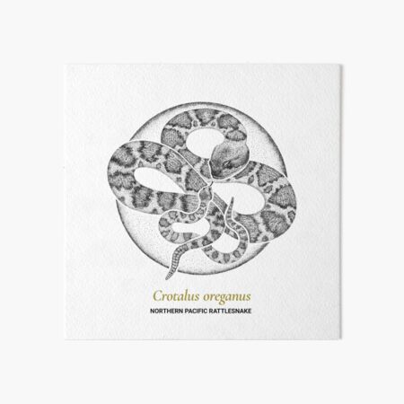 The Circles of Life: Northern Pacific Rattlesnake Art Board Print