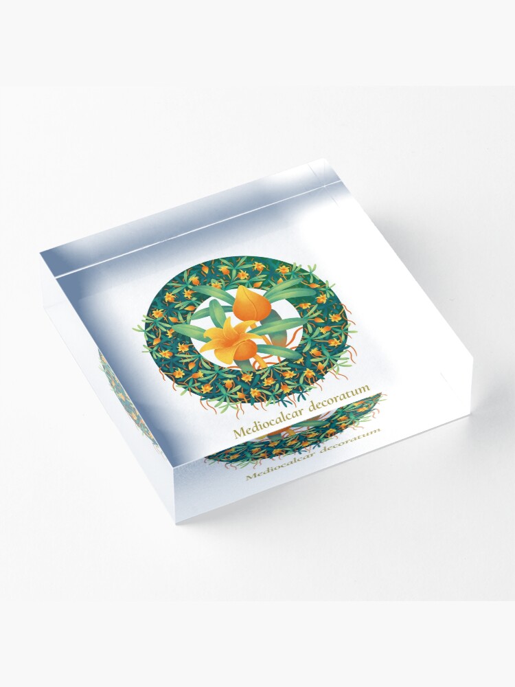 Alternate view of The Circles of Life: Mediocalcar decoratum Acrylic Block