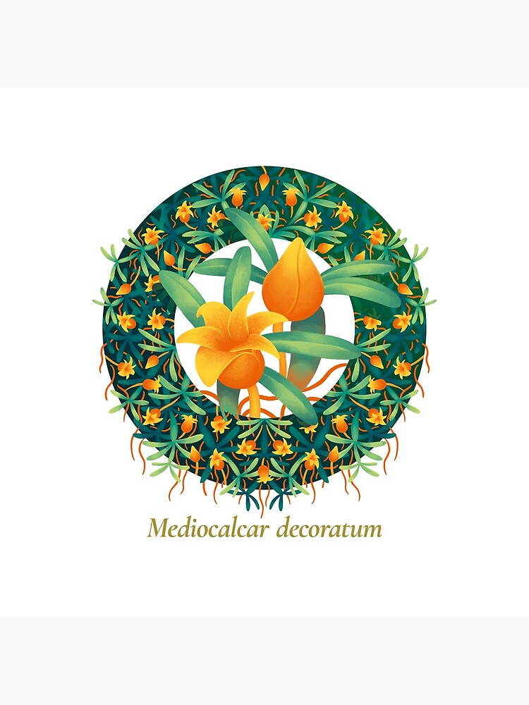 The Circles of Life: Mediocalcar decoratum by franzanth