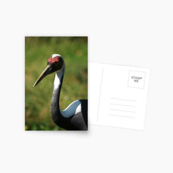 White-naped Crane Postcard