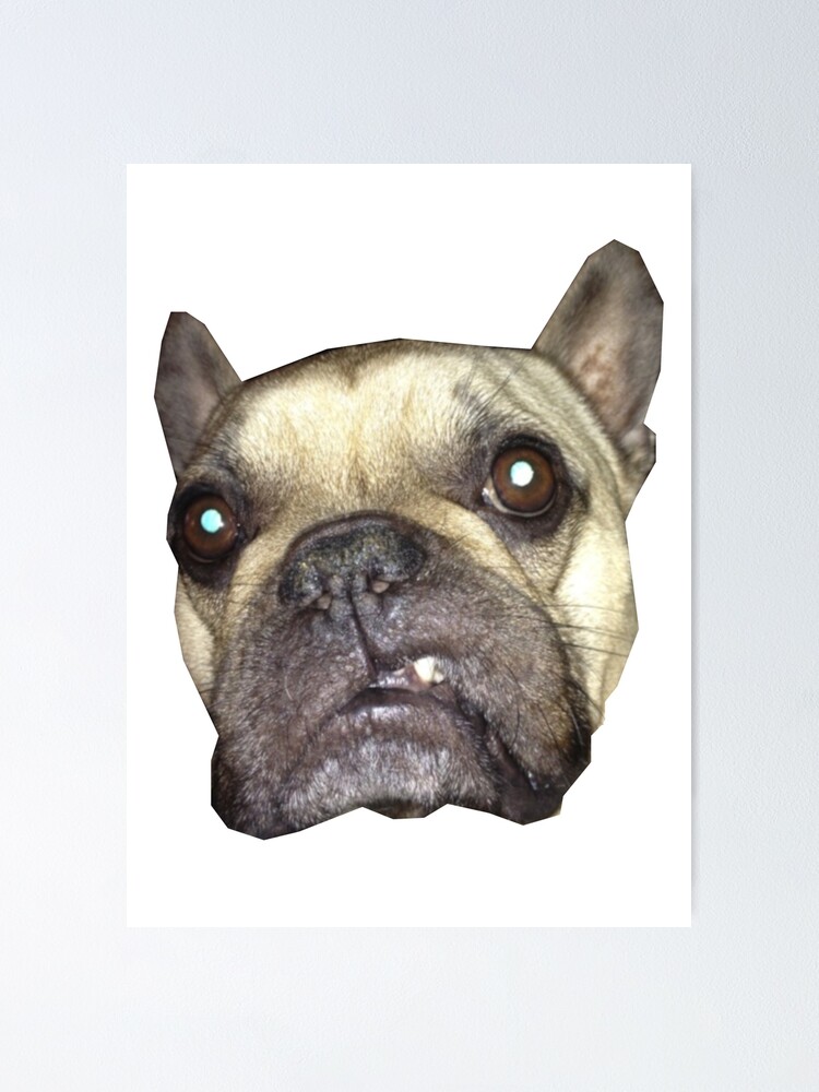 Billie French Bulldog