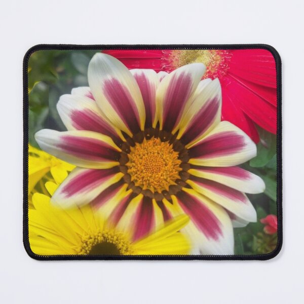 Item preview, Gerbera and Gazania daisies from Cyprus - photo designed and sold by TB-73.