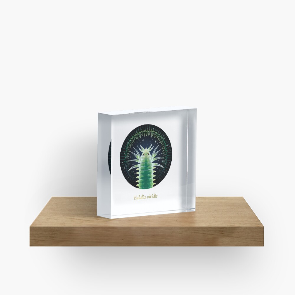 The Circles of Life: Eulalia viridis Acrylic Block